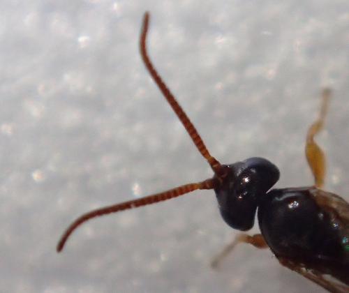 Metopiinae